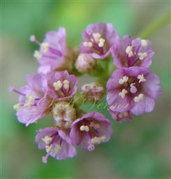  Flowers with 3 or  4 stamens